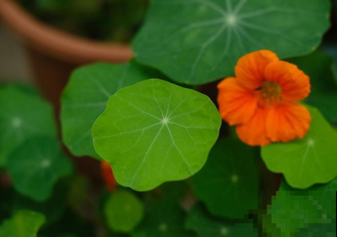 旱金莲种植以后，注意这3点，花期从六月到十月