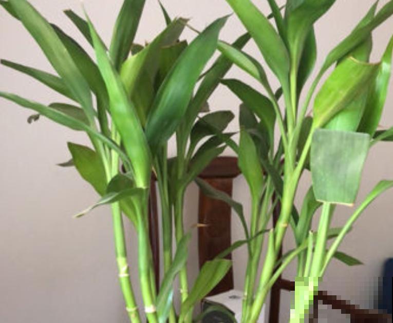 造型奇特的“竹塔富贵竹”，养家里富贵好兆头，有格调的人都喜欢