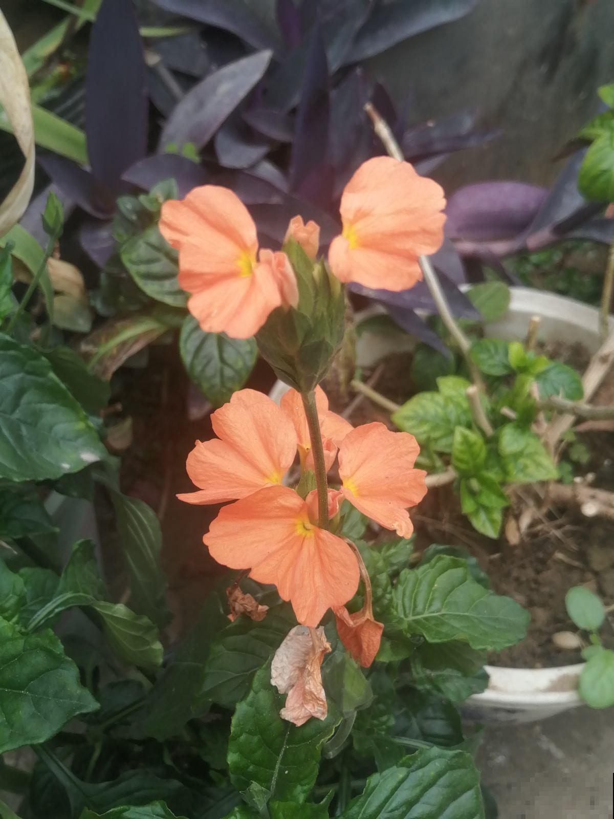 现在给三角梅“喂”点肥,春天呼呼开花不停,花多得看不见叶 现在给三角梅“喂”点肥,春天呼呼开花不停,花多得看不见叶