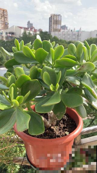 春天养盆“玉色花”,狠心剪一刀,变成“碧玉球” 春天养盆“玉色花”,狠心剪一刀,变成“碧玉球”