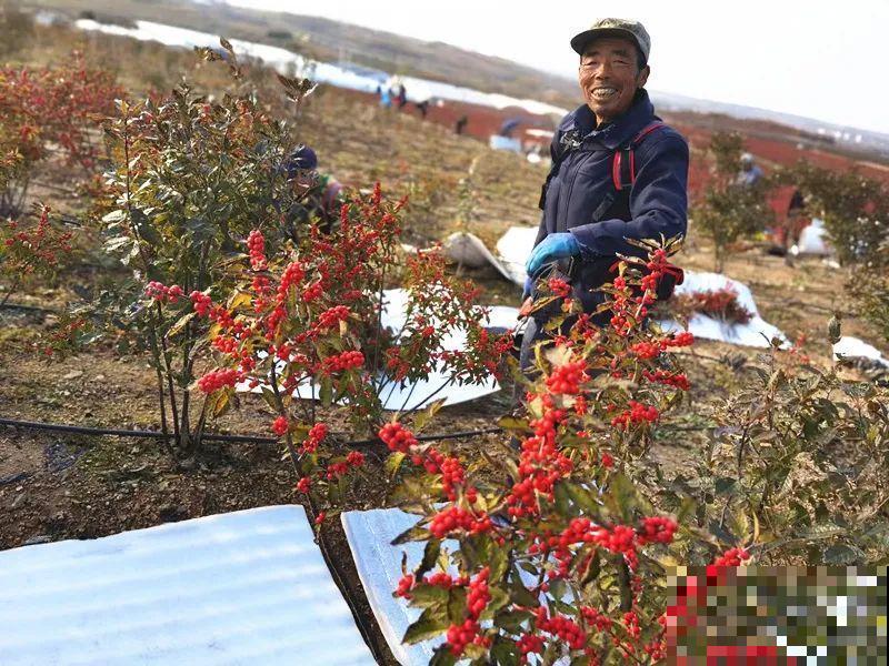 家里养盆北美冬青,红红火火,财源广进 家里养盆北美冬青,红红火火,财源广进