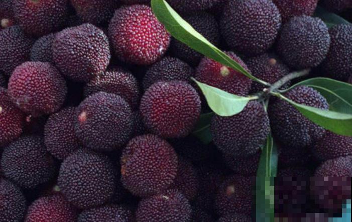 杨梅种植，学会这3点，养殖变简单