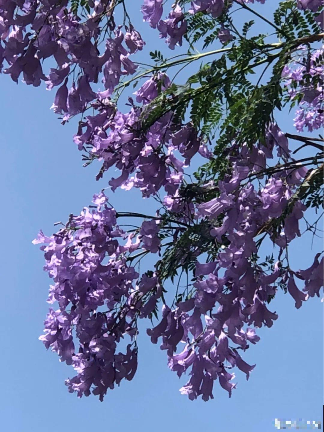 过年烟花没看够，快养这9种花，开花更美