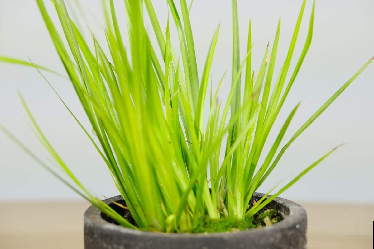 春天养盆“玉色花”,狠心剪一刀,变成“碧玉球” 春天养盆“玉色花”,狠心剪一刀,变成“碧玉球”