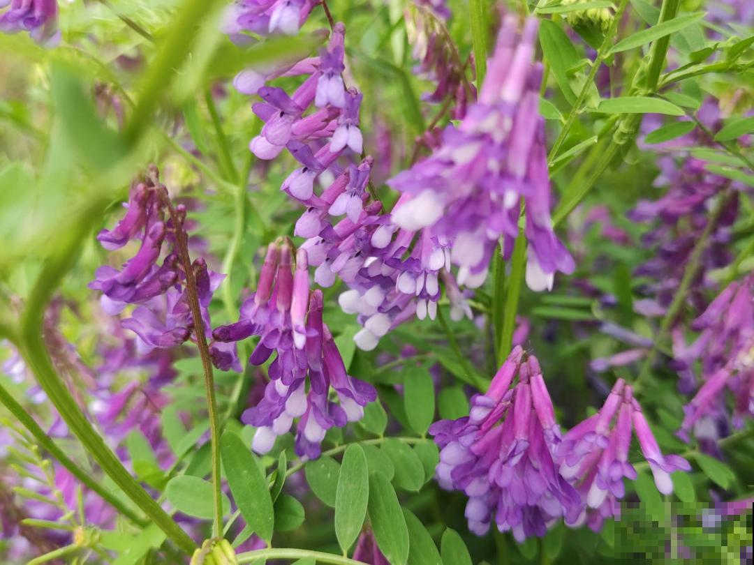 50种花春天播种,长满小院子,能开一整年 50种花春天播种,长满小院子,能开一整年