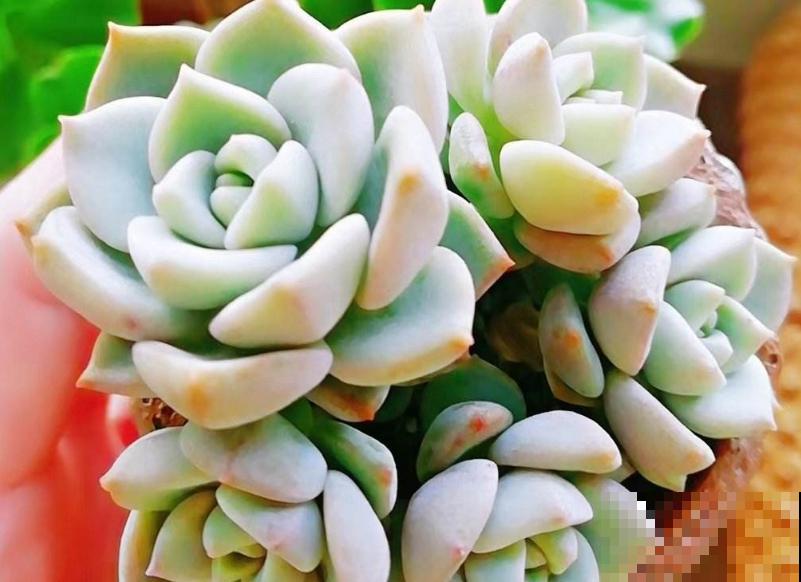 多肉如何区分烟煤病与晒伤，区别在于这2点，学会就能及时预防