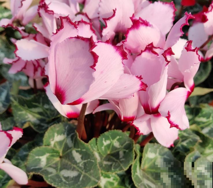 仙客来烂根，切掉烂根消消毒，还能长新芽