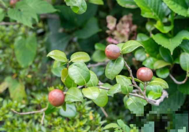 酸性土壤的花卉有很多，这5种最常见，换对土长势好