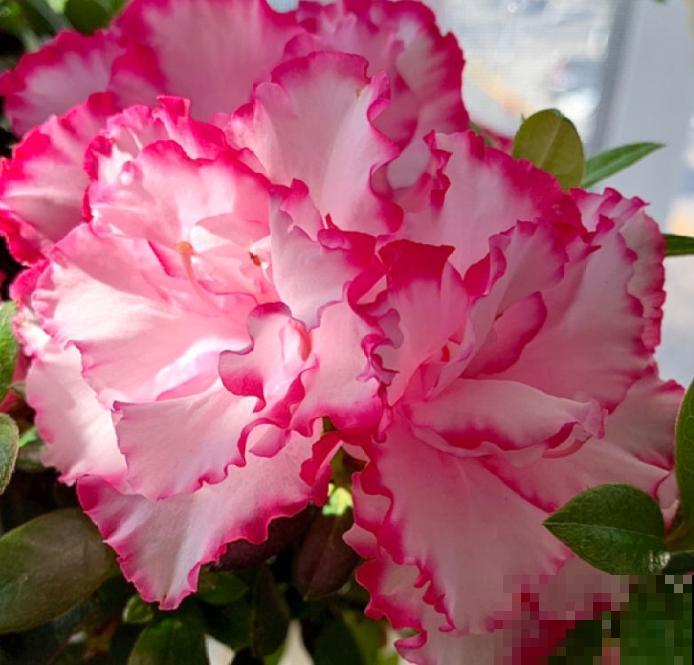 1种“人间富贵花”，养家里姿色万千，越养越“富贵”