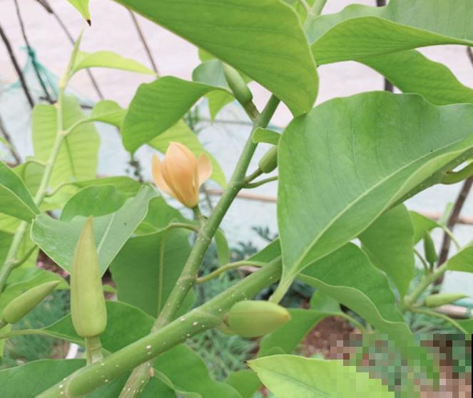 黄角兰叶子发黑，原因主要是这4点，注意好不再犯