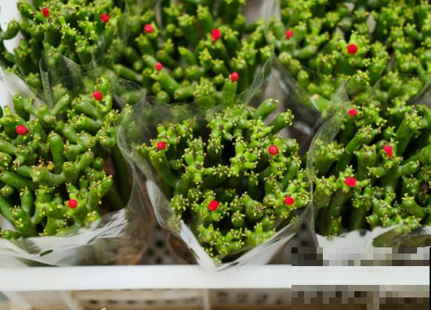 光棍树烂根不着急,处理好这5步,轻松挽救 光棍树烂根不着急,处理好这5步,轻松挽救