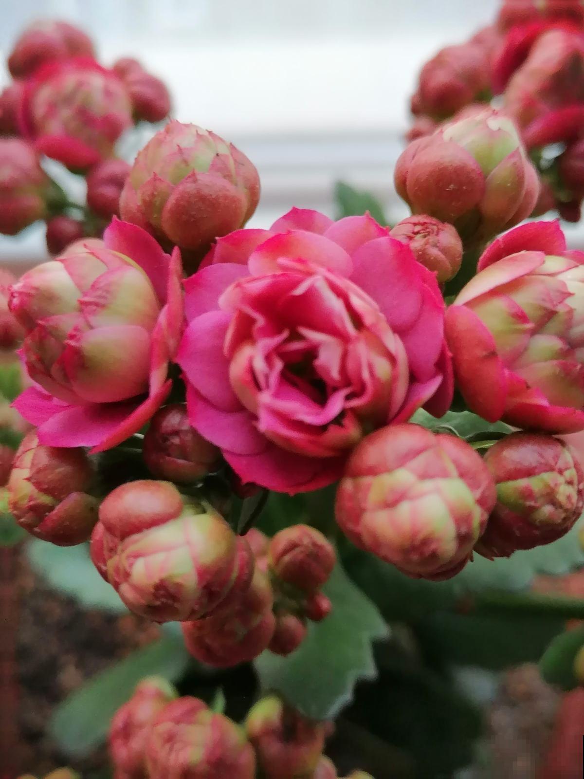 10种花,就适合懒人养,新手必选一盆 10种花,就适合懒人养,新手必选一盆