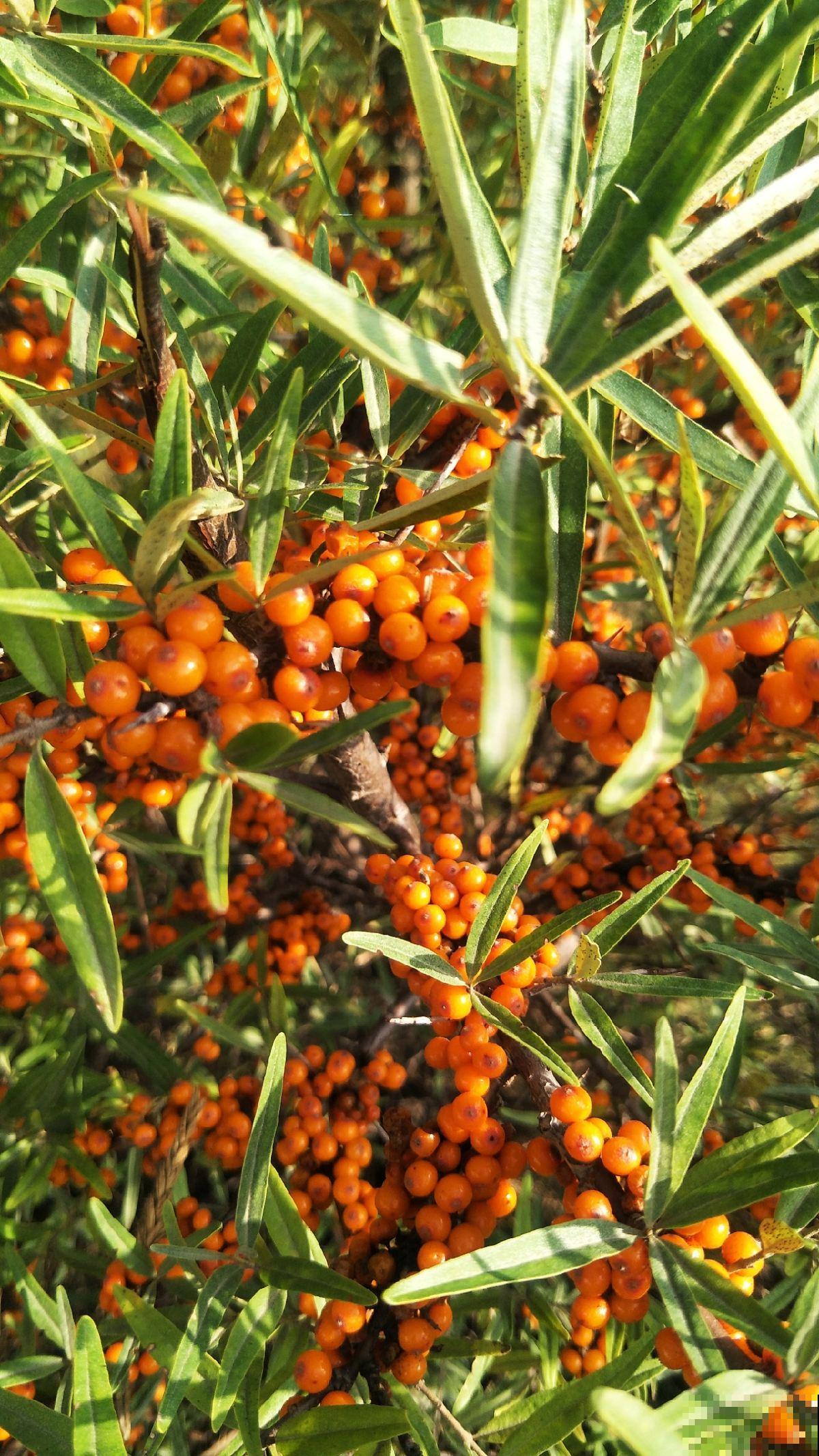 小时候常见的10种野果,9成人叫不全名字,你能叫上几个? 小时候常见的10种野果,9成人叫不全名字,你能叫上几个?