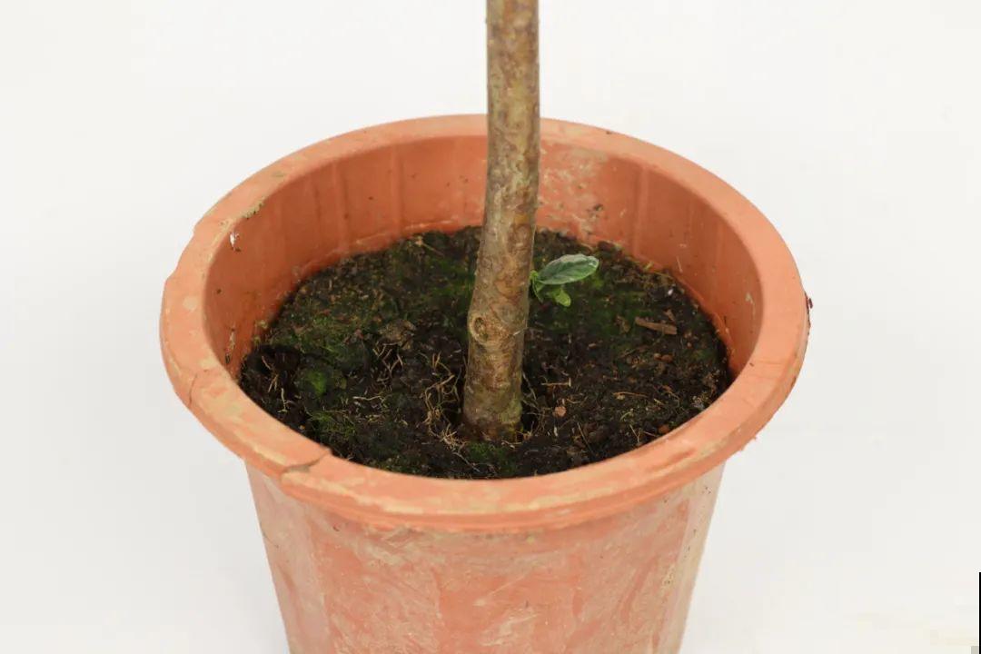 春天养栀子花，要“选对”品种，一院子清新香味！