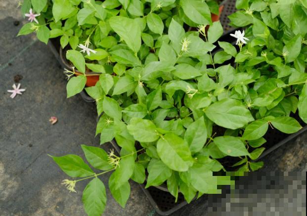 茉莉开花是紫色，主要和这4点有关，处理好颜色会改善