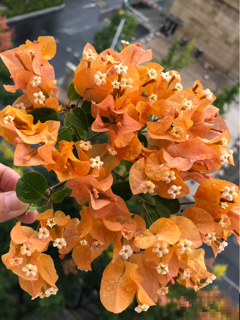 三角梅里的勤花品种，家里养一棵，能顶一个花园