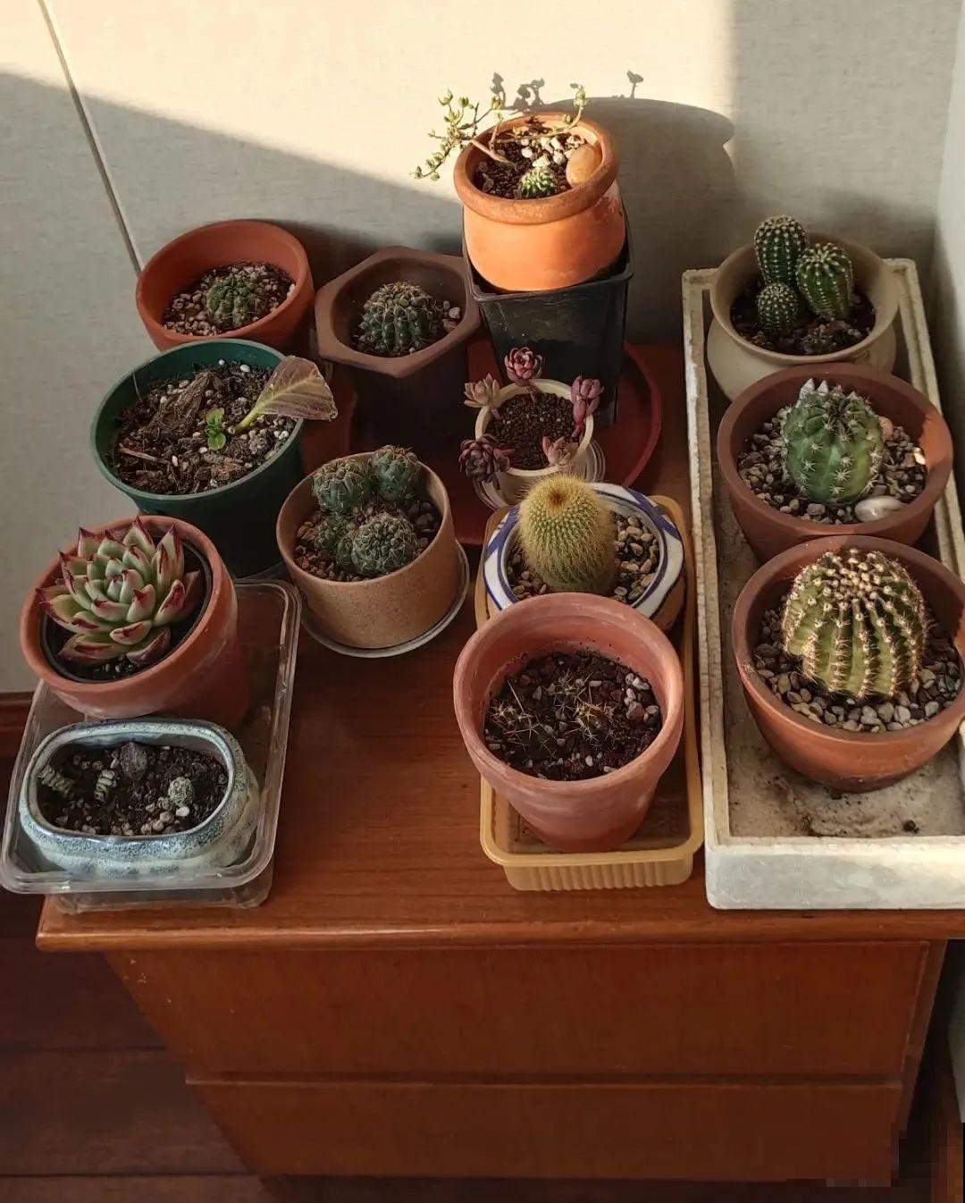 “香花卧室放，花旺人不旺”，老祖宗的良言，大有道理！