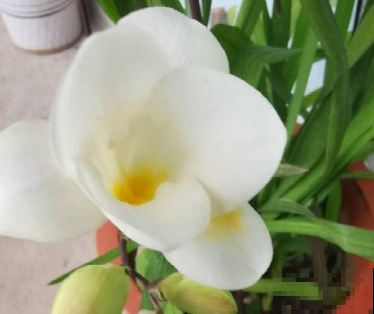 一个“蒜头”种土里，开出满盆香水花，满屋子都是香味