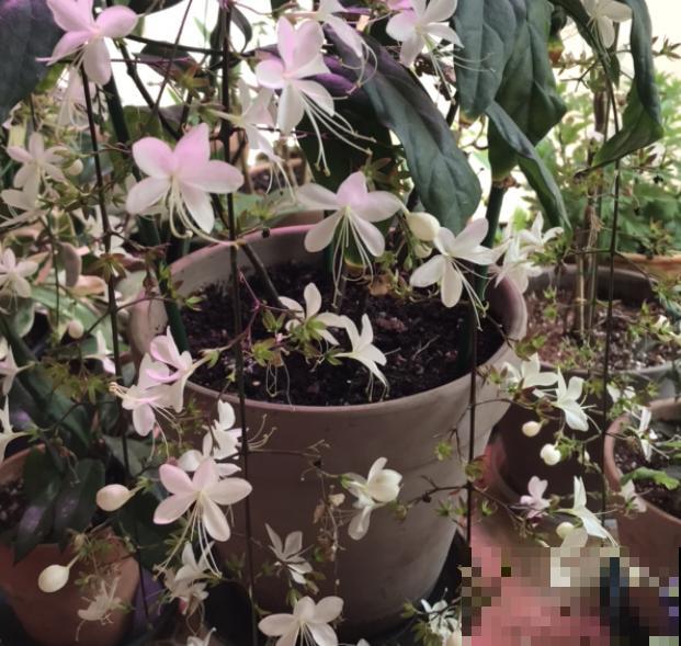 垂枝茉莉要想开花，除了养护年限，还要注意这3点