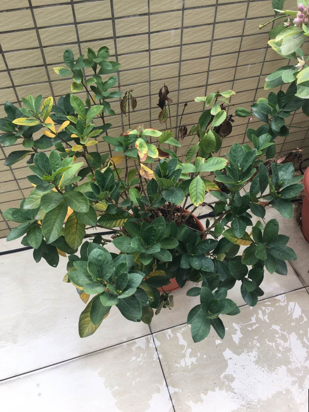 买回家的花,叶子哗哗掉一地,简直成了光杆司令,究竟为啥? 买回家的花,叶子哗哗掉一地,简直成了光杆司令,究竟为啥?