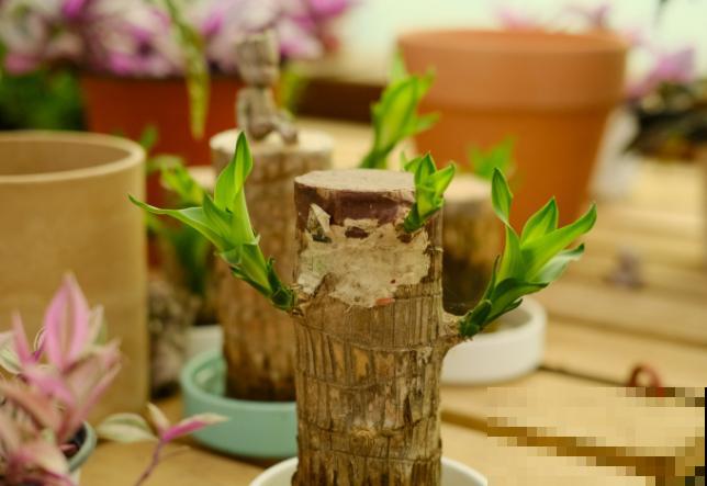 巴西木芽断了，不要着急，学会这3步轻松养护