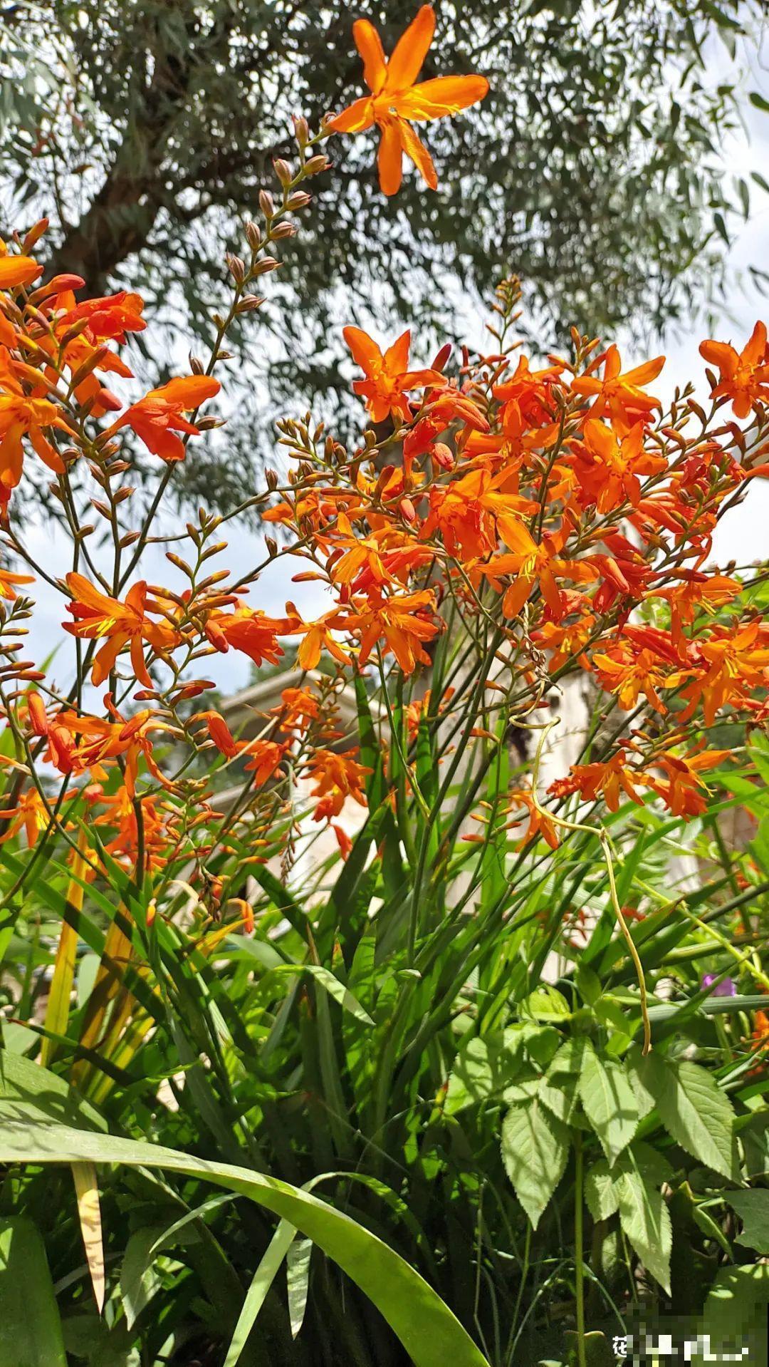 过年烟花没看够，快养这9种花，开花更美