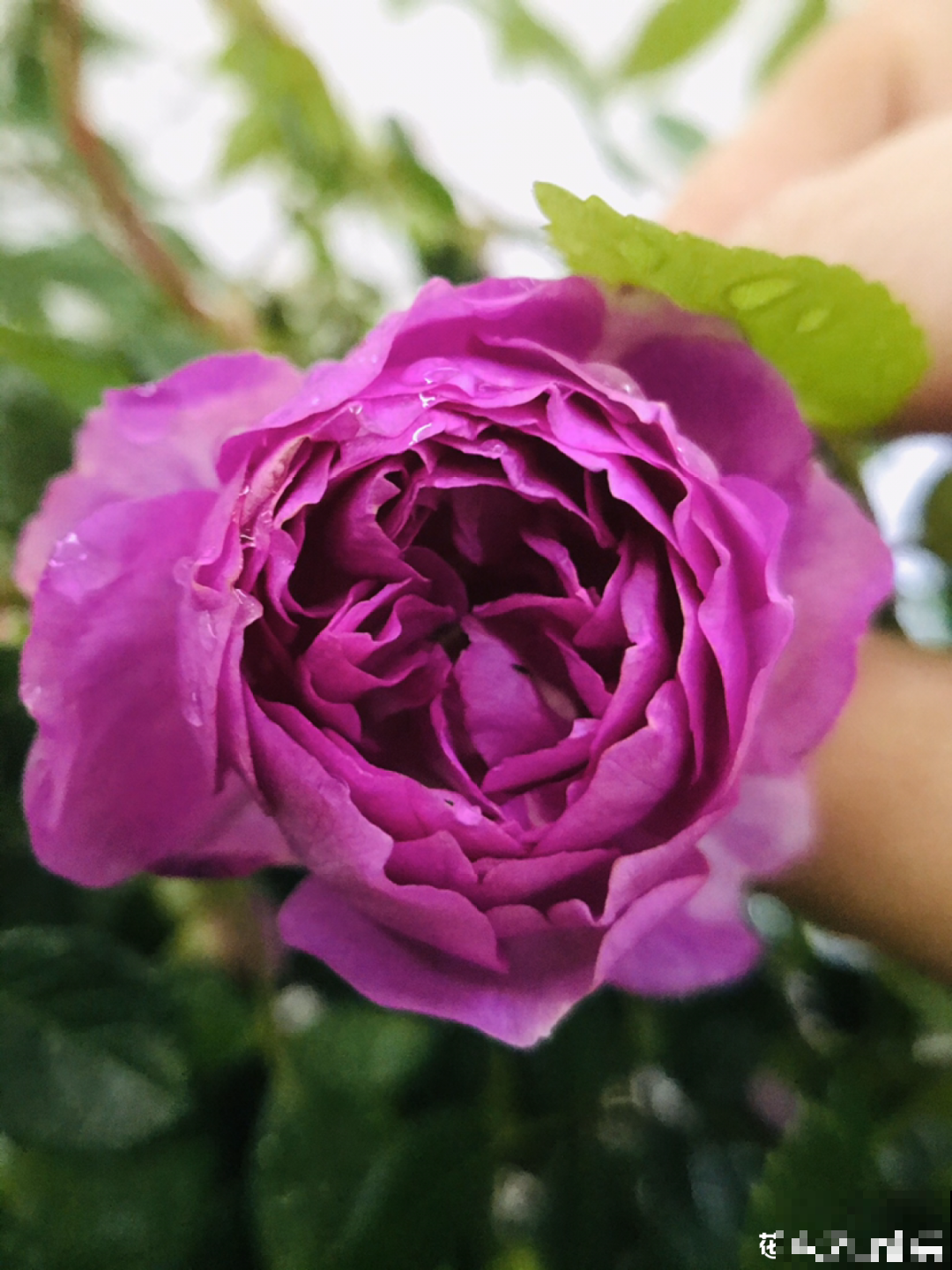 小阳台的开花机器,花期能达大半年,月月爆开不歇气,真香! 小阳台的开花机器,花期能达大半年,月月爆开不歇气,真香!