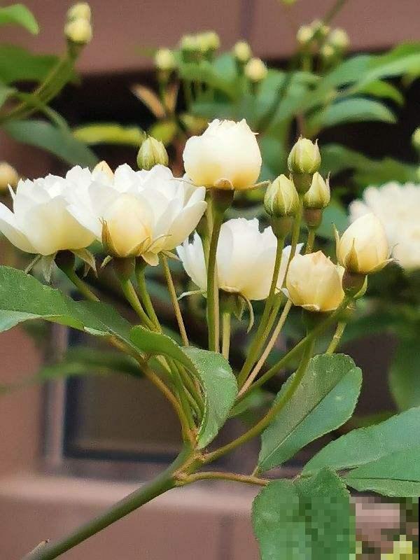 这4种花最适合养在阳台，好养易爆盆，打造优美小花园