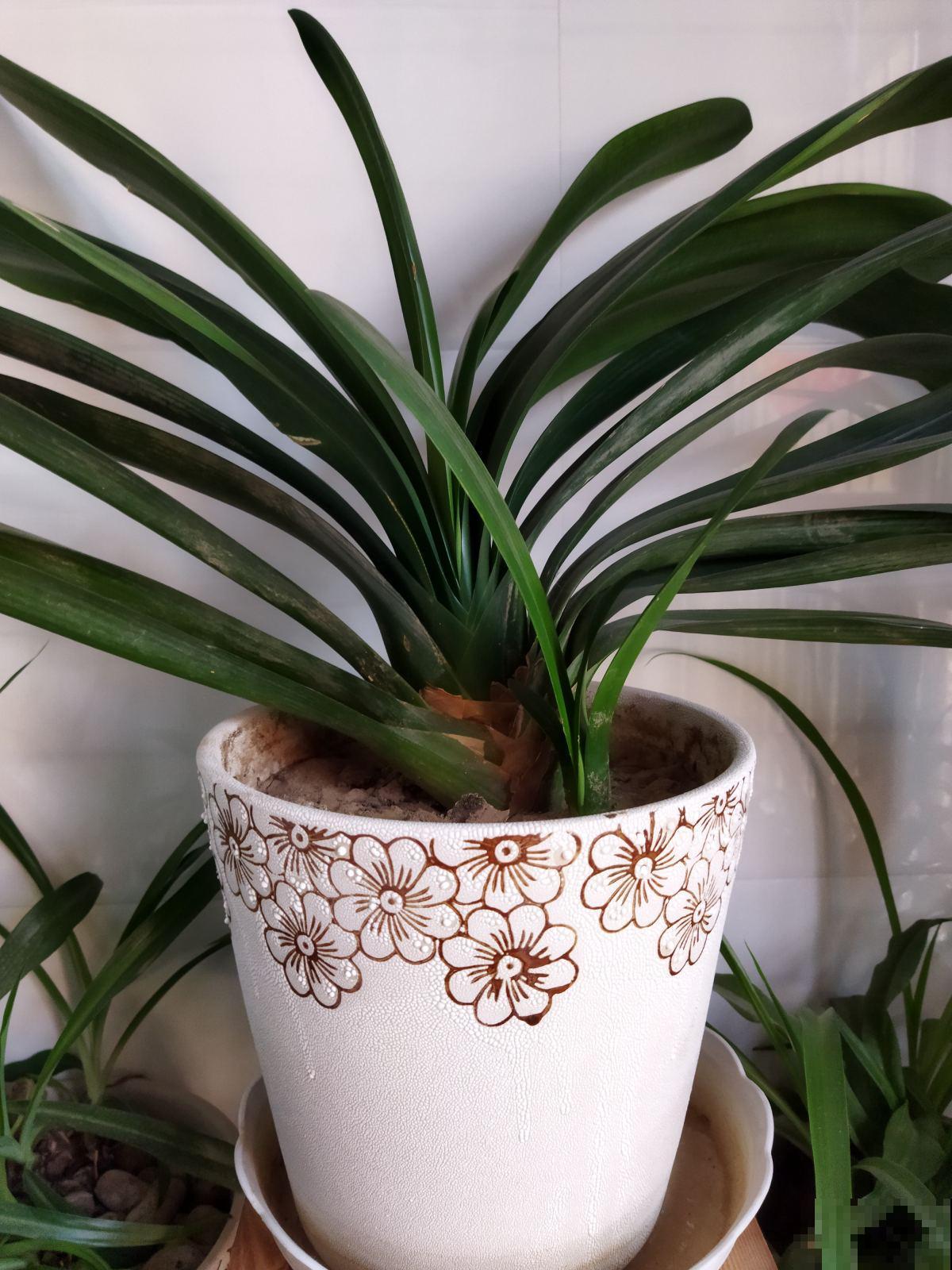 认清君子兰“2个信号”,花箭嗖嗖向外拔,开春就呼呼开花 认清君子兰“2个信号”,花箭嗖嗖向外拔,开春就呼呼开花