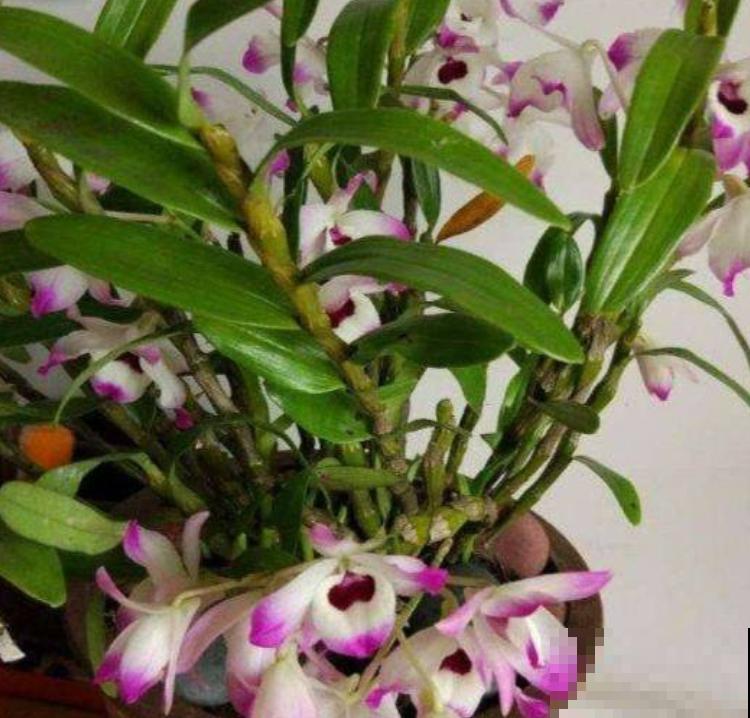 1种耐阴花开爆盆，花后掐掉残花，还能接着开爆盆