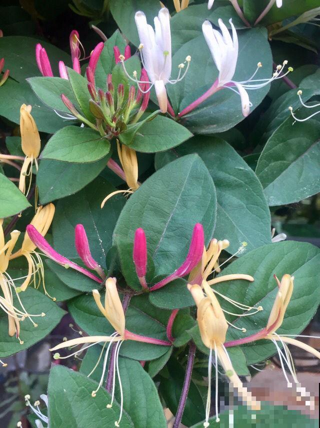 春燥容易上火，家里养一盆金银花，寓意好还养人