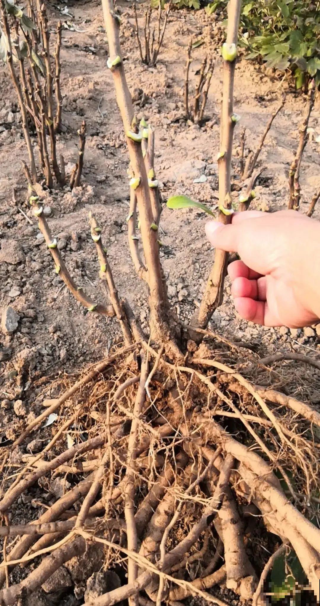 花中之王牡丹,过年家里备一盆,艳压群芳! 花中之王牡丹,过年家里备一盆,艳压群芳!