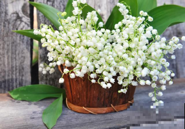 养殖铃兰要注意，不要误食，室内就能正常养护