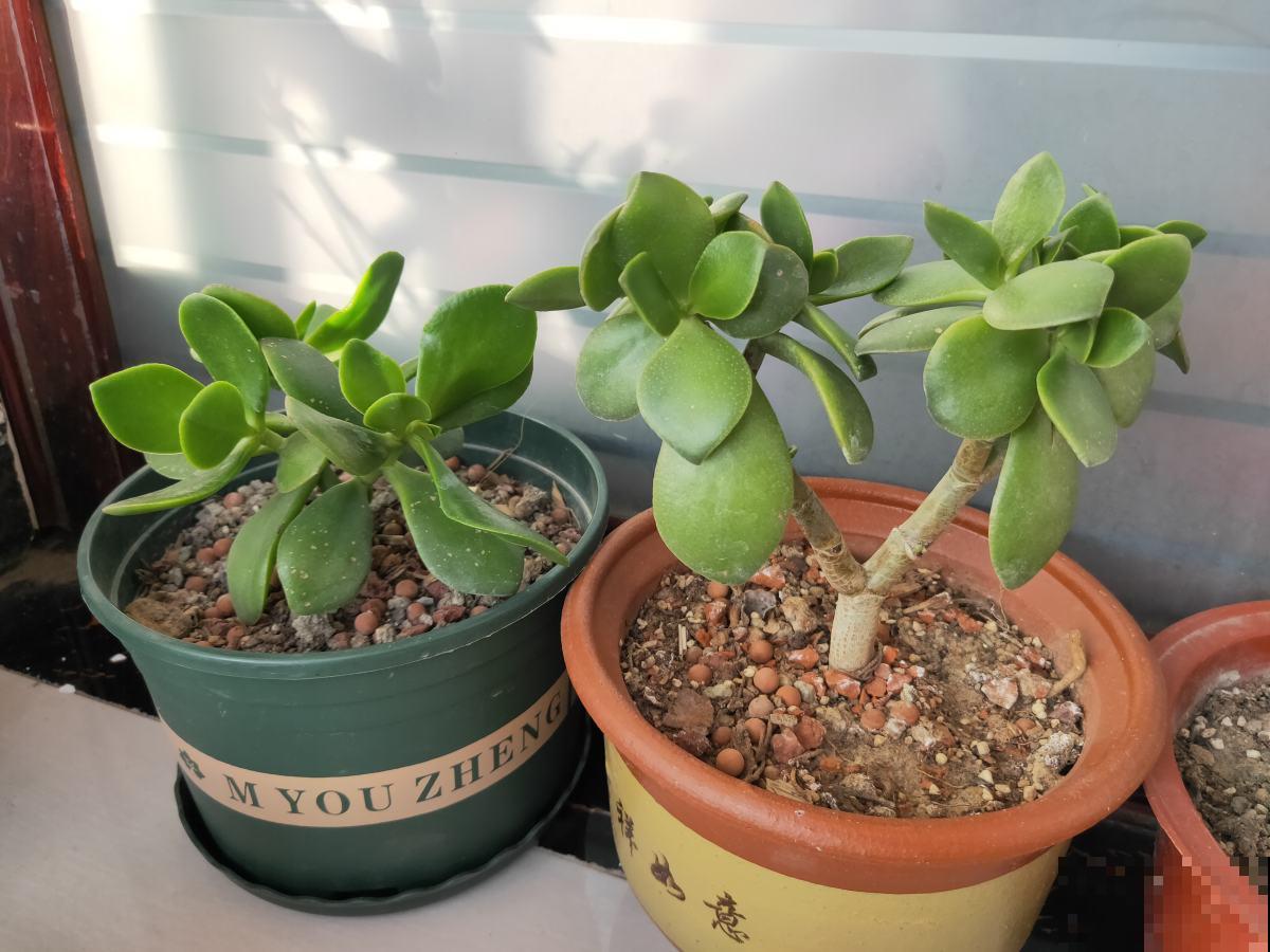 春天养盆“玉色花”,狠心剪一刀,变成“碧玉球” 春天养盆“玉色花”,狠心剪一刀,变成“碧玉球”