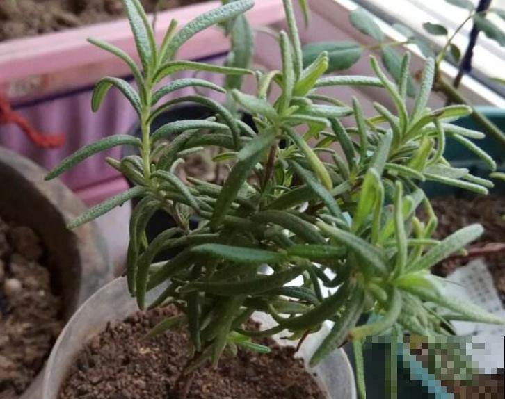 厨房养盆迷迭香,随用随取超方便,记住这2种种植方法养殖没问题 厨房养盆迷迭香,随用随取超方便,记住这2种种植方法养殖没问题