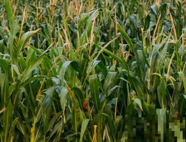 田地里有杂草不着急,知道这5种除草剂,轻松应对不同杂草 田地里有杂草不着急,知道这5种除草剂,轻松应对不同杂草