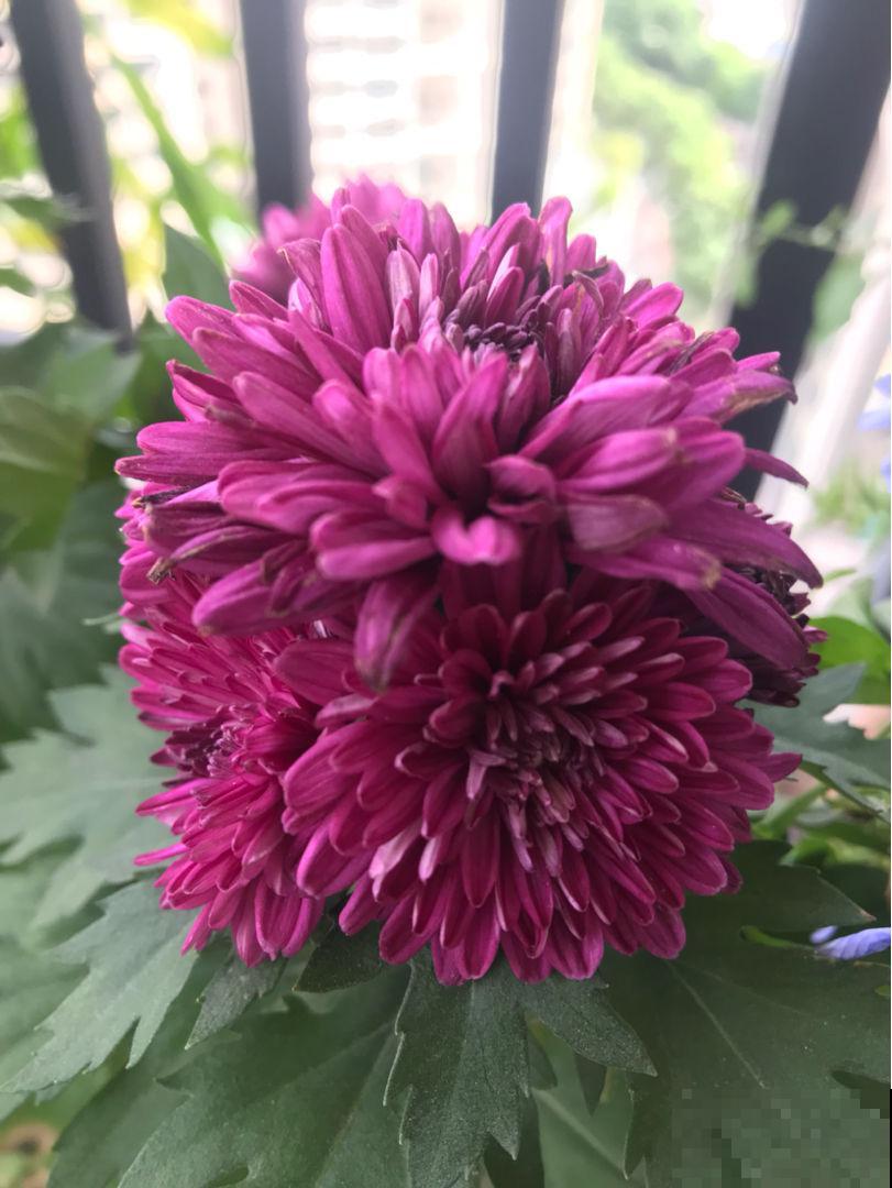 购花套路多,学会几招紧急避坑,擦亮眼睛别上当 购花套路多,学会几招紧急避坑,擦亮眼睛别上当