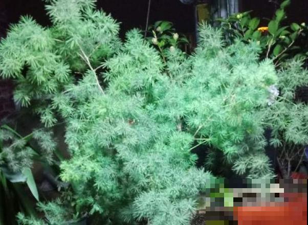 蓬莱松叶子发黄，可能和这4点有关，处理好长势绿油油