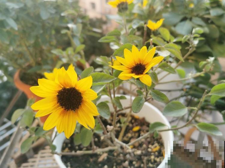 花盆里长出白毛，不要着急扔，3步就能去除