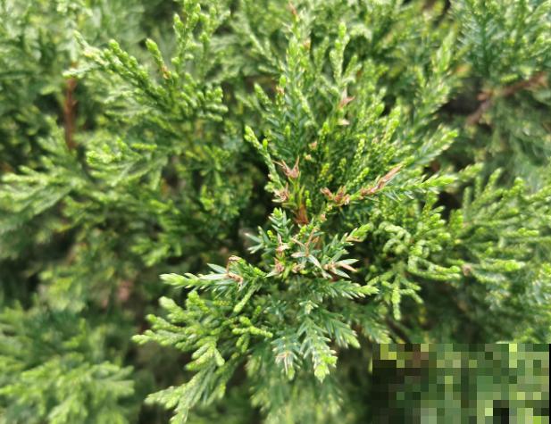 要想栽种柏树，夏季不要动，这2个季节栽种成活率才高