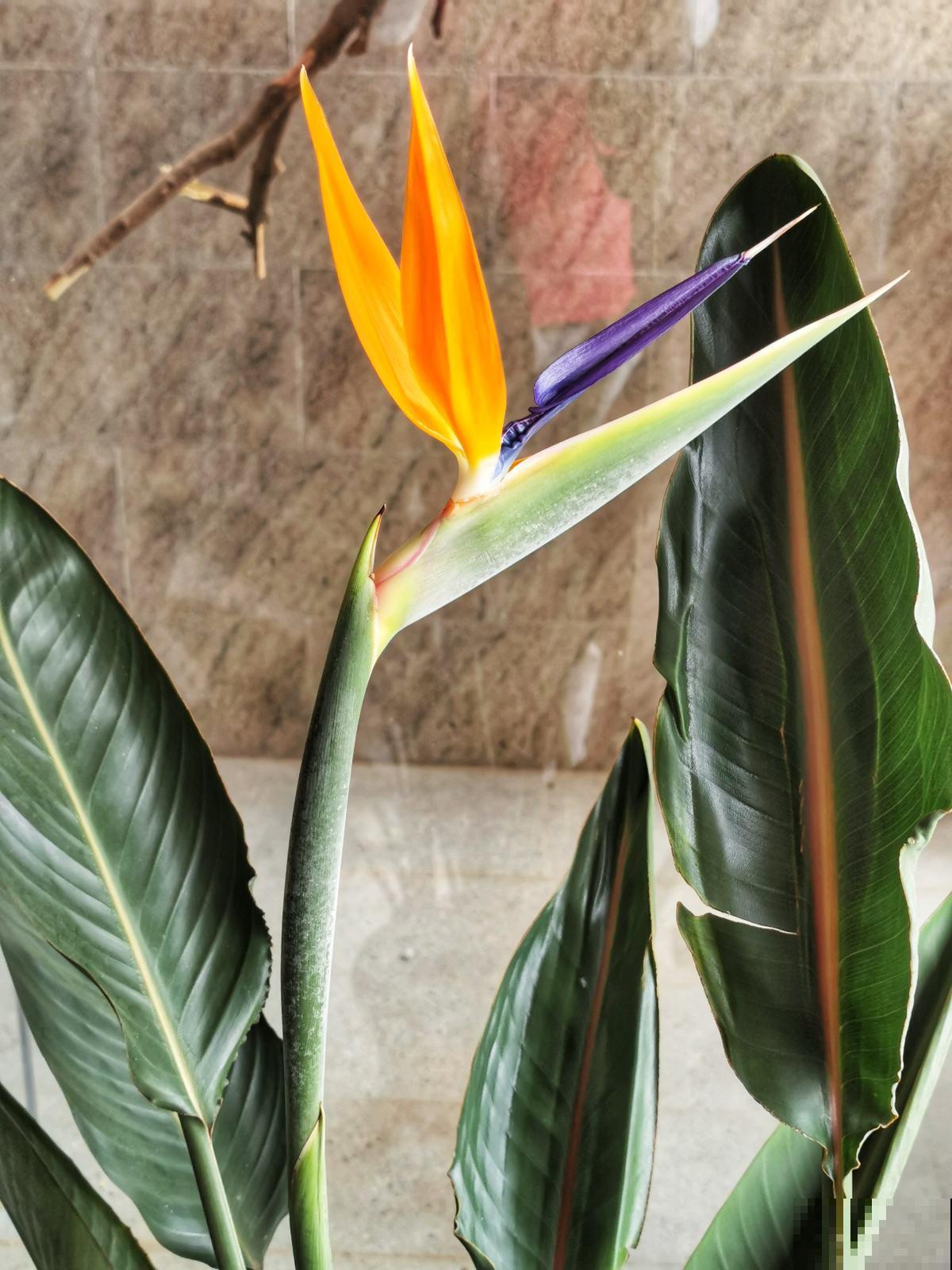 4种“骗人花”，花市看见要小心，坑多得让人无语