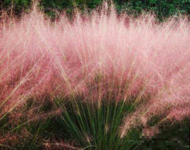 春天养花养腻了,不如在家种草,皮实好养还能吃,性价比超高 春天养花养腻了,不如在家种草,皮实好养还能吃,性价比超高