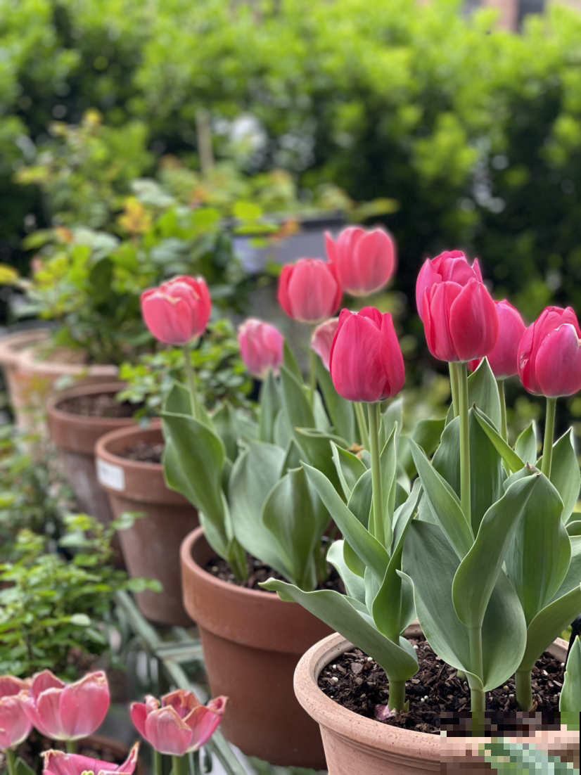植物只长叶不开花,记住4个要点,很快开花爆盆 植物只长叶不开花,记住4个要点,很快开花爆盆
