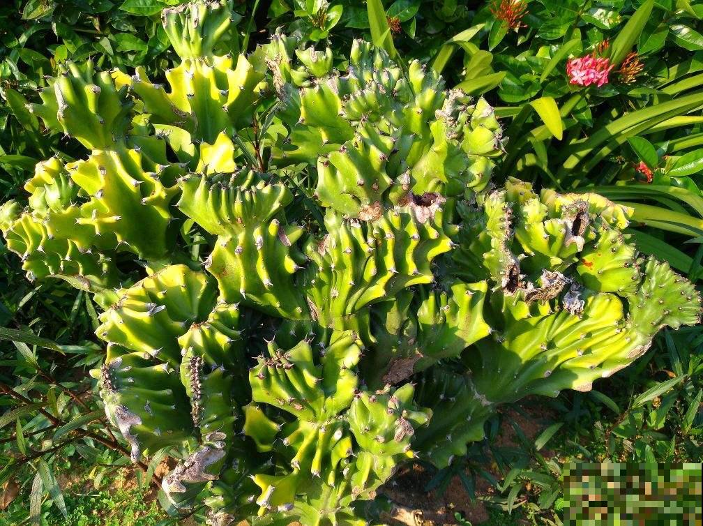 3种花，种在院子墙边，有“脾气”但很合适