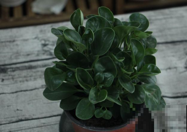 豆瓣绿在家扦插，这4点学会，发芽率高