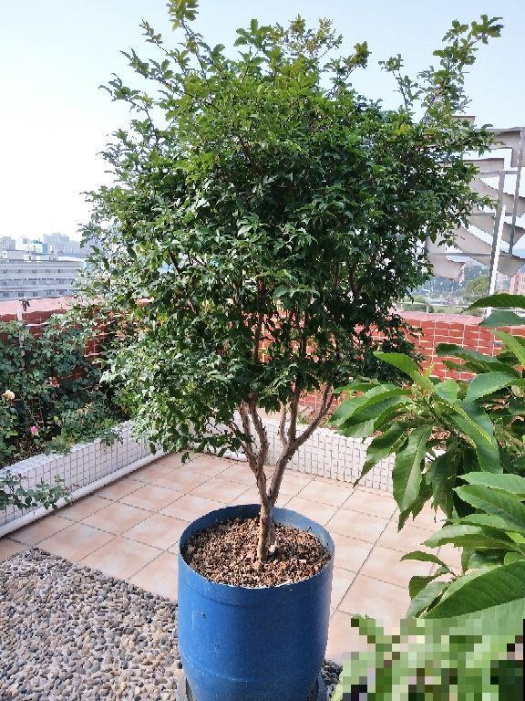 本来有个一楼院子，后来因养花换成天台，真是后悔