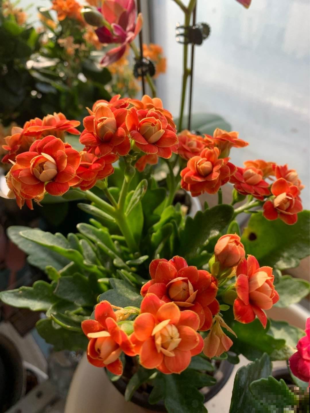 喷水别喷3类花，遇水烂叶又烂芯，最后剩个空盆