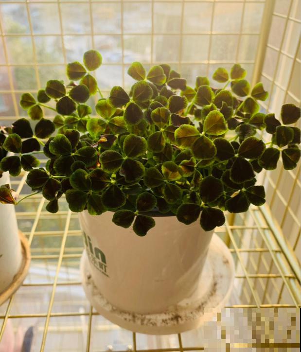 1种绿植叶子超美，活像水彩画，晒晒太阳就爆盆