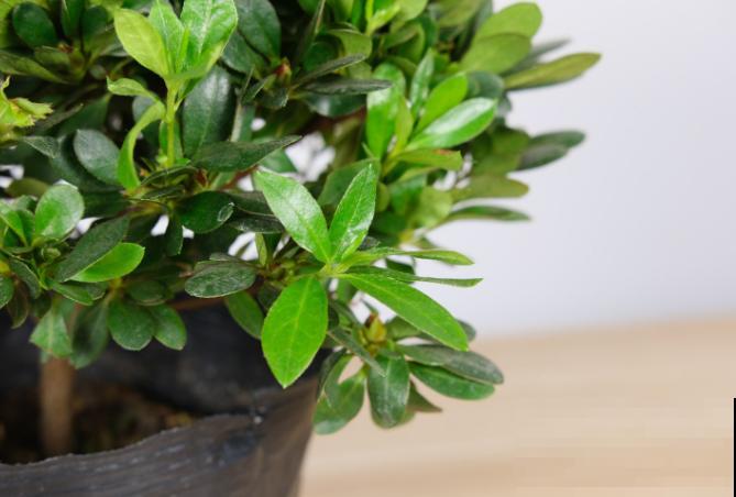 2种植物傻傻分不清，开花各有各的美，越养越上瘾