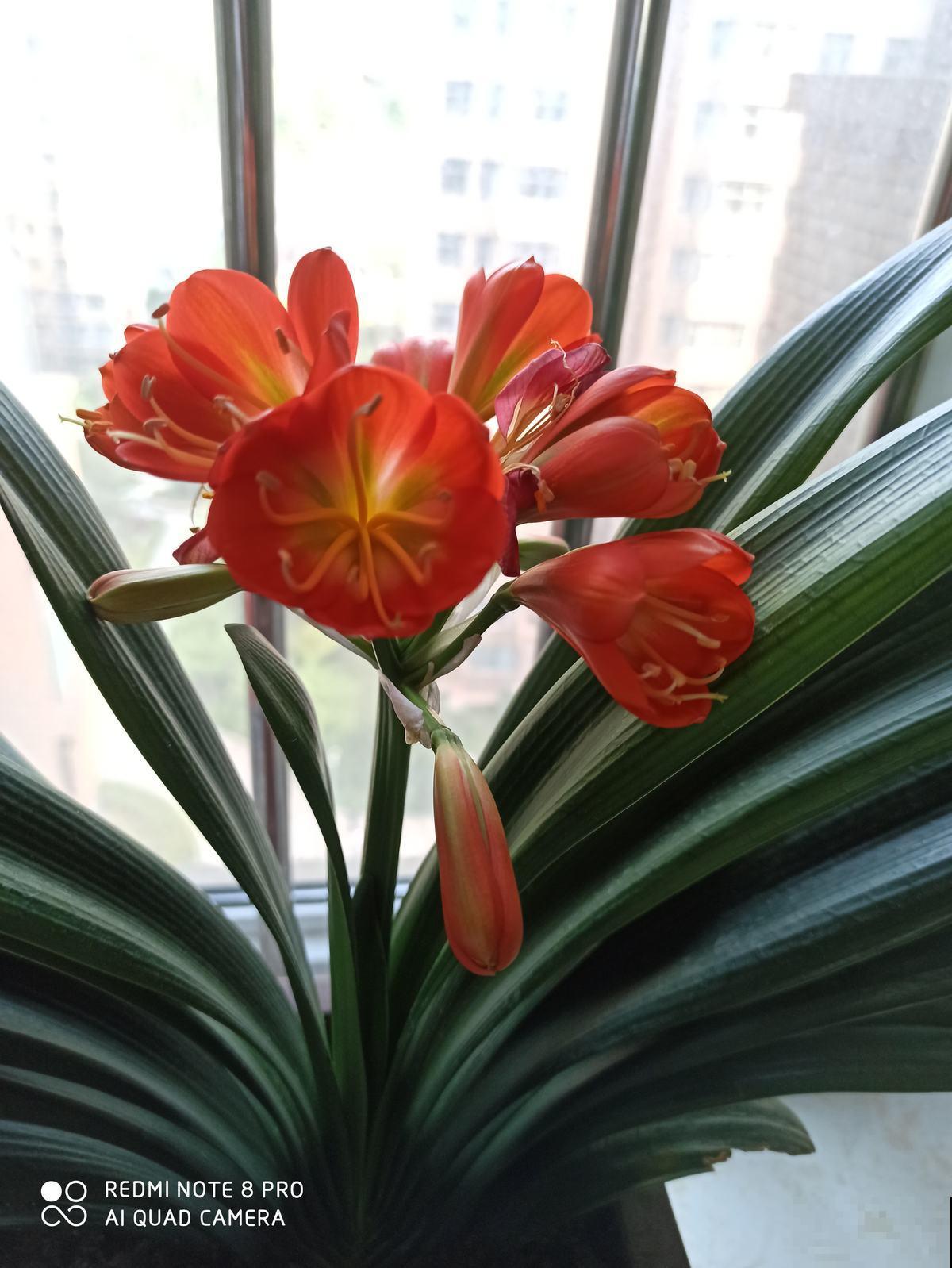 4种花自带财运，春天换换盆，长势更旺盛